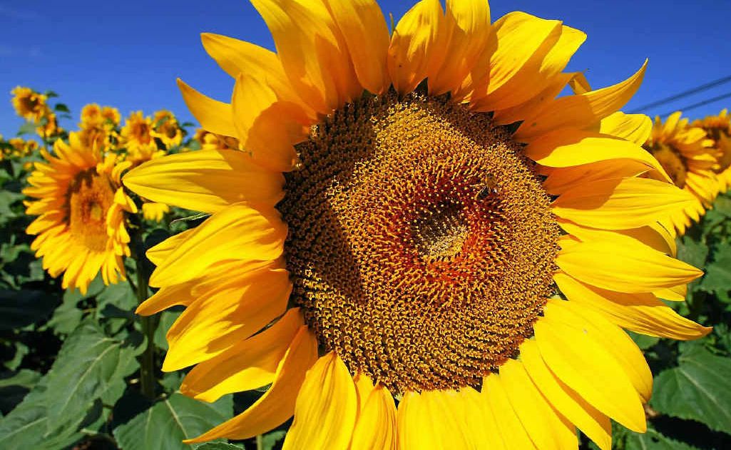 Sunflowers are one of the beautiful blooms that flower during spring. Sunflowers are one of the beautiful blooms that flower during spring.